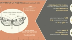 A tüzek pillangókái és azok kezelése